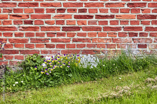 A close up of a wall of red bricks on an old building with lush green grass and wild daisies growing during spring. Hard rough surface with cement plaster attached to a concrete weathered structure