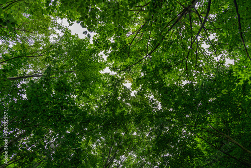 looking up to the sky through tree canopy of beech forest