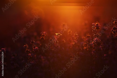 close up of bushes lavender blooming scented fields on sunset. lavender purple aromatic flowers at lavender fields of the French Provence near Paris.