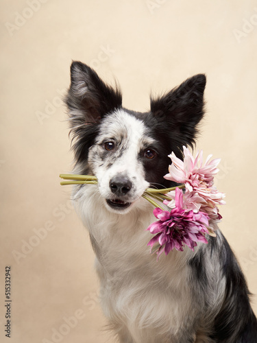 Fototapeta Naklejka Na Ścianę i Meble -  dog in flower wreath. happy border collies holding flowers in teeth on color background. Love, relationship, funny 