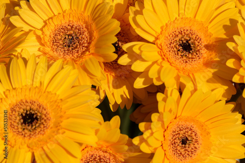 Close Up Gerbera At Amsterdam The Netherlands 28-6-2022