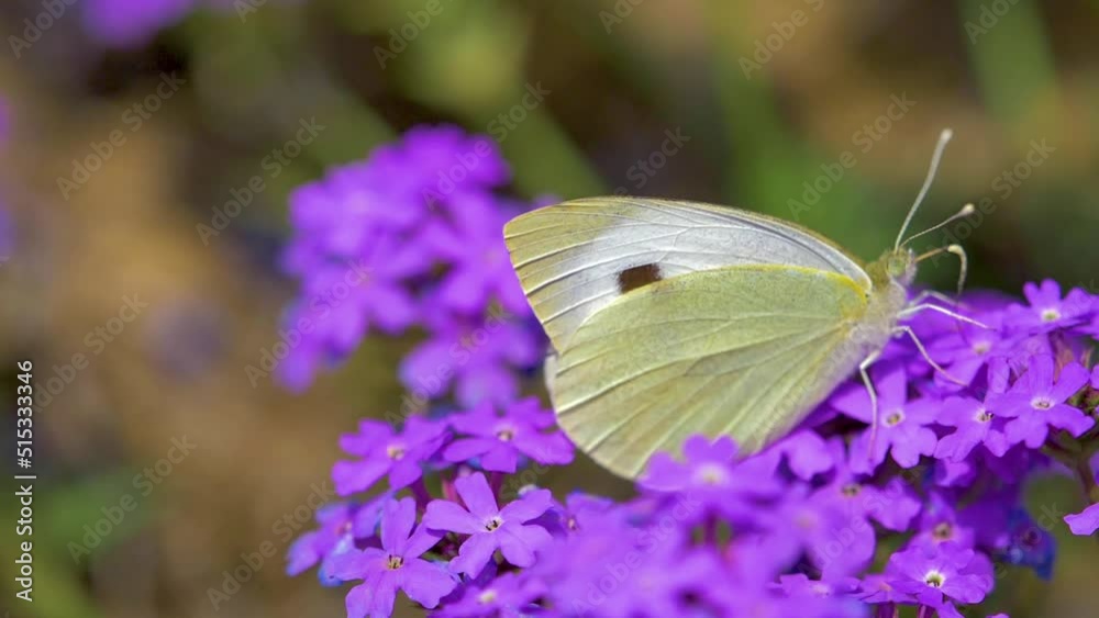 low motion Beautiful white butterfly sitting on purple flowers in a garden low motion Beautiful white butterfly sitting on purple flowers in a garden