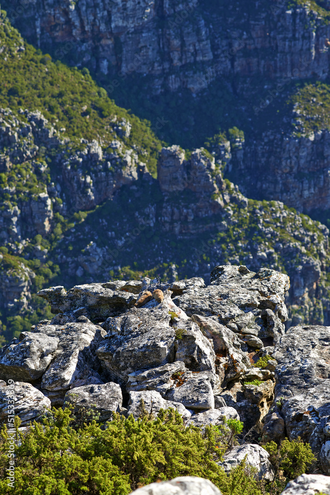 A rocky mountainside landscape of Table Mountain National Park, Cape Town, South Africa on a summers day. Lush green vegetation growing in between rocks and boulders on a nature reserve