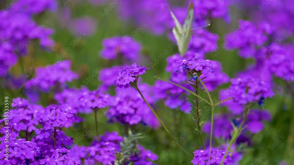 low motion Beautiful white butterfly sitting on purple flowers in a garden low motion Beautiful white butterfly sitting on purple flowers in a garden