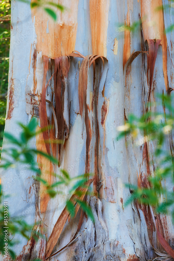 Closeup of a stripped bark off tree trunk in a forest at sunset. Peeling textures from the outer layers of a white bark tree. Details of a damaged silver tree in a remote woodland near hiking trail