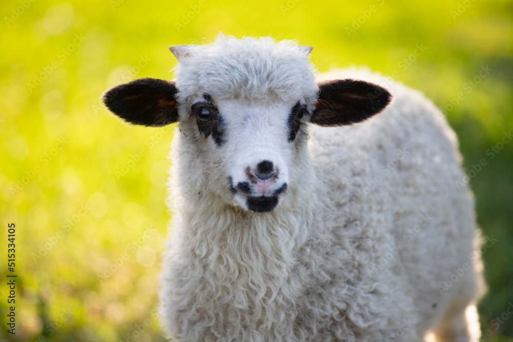 Fototapeta premium Portrait of cute little lamb