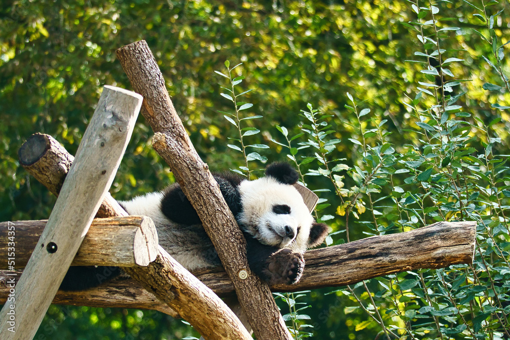 Obraz premium Giant panda lying on tree trunks in the high. Endangered mammal from China. Nature