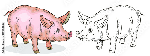 A pet, a pig. Black and white and color image. Coloring book for children. Vector drawing. © Ivan Voronov