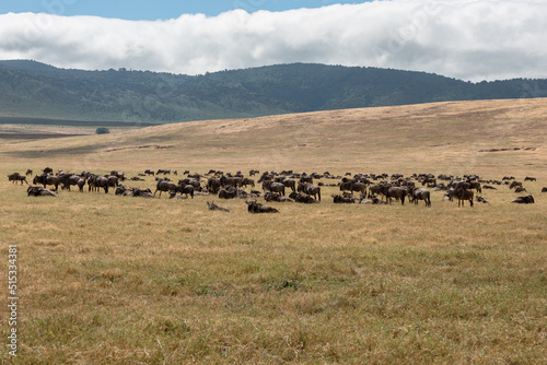 Herd of wildebeest (Connochaetes) at grassland conservation area of Ngorongoro crater. Wildlife safari concept. Tanzania. Africa © dhvstockphoto