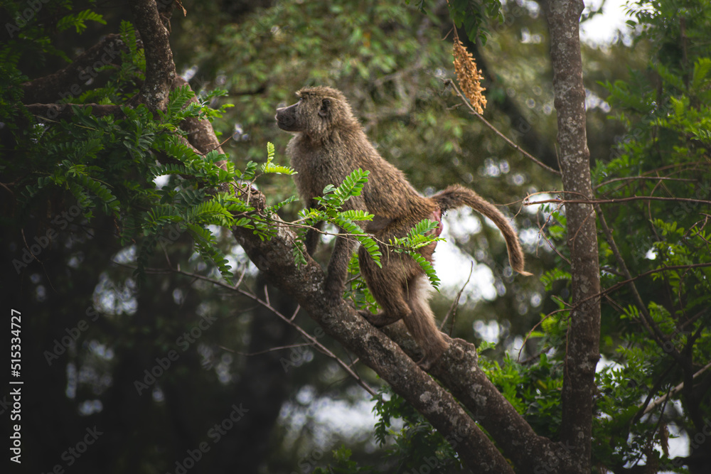 Fototapeta premium Young male baboon walking along a branch in the jungle. Ngorongoro Tanzania Africa