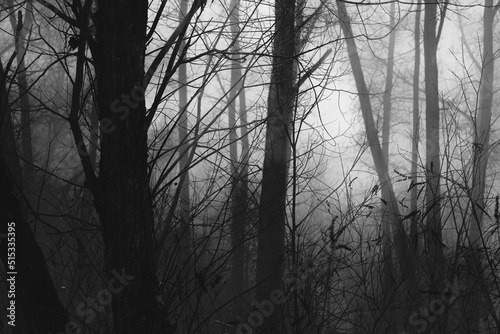 Gloomy foggy dark forest 