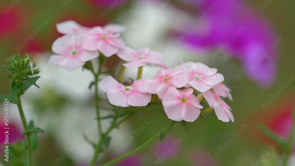 slow motion shot of Beautiful pink flowers in a garden slow motion shot of Beautiful pink flowers in a garden