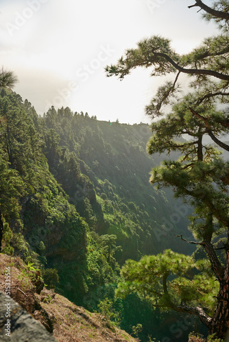 A landscape of pine forests in the mountains of La Palma  Canary Islands  Spain. Beautiful green forest of long pine trees under a bright blue sky. A picture of large mountain view from Spain.