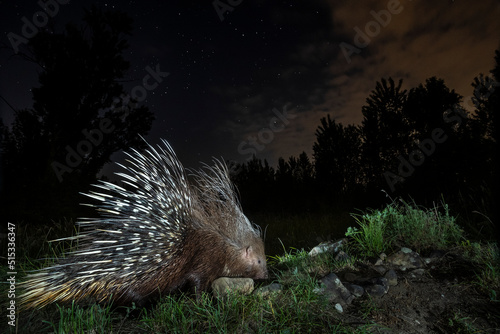 porcuspine photo