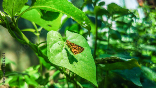 butterfly on leaf
