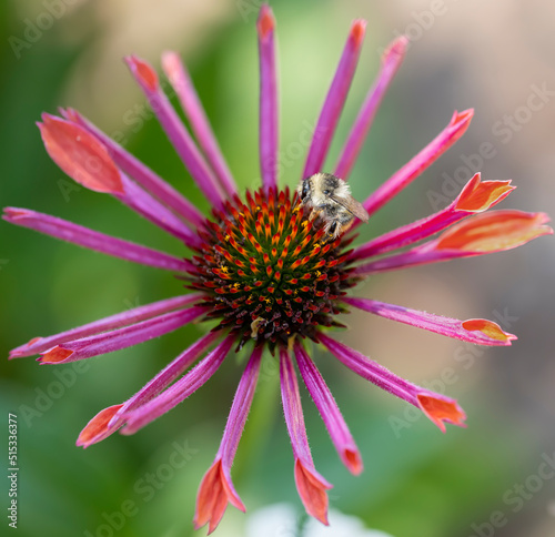 Echinacea Sonnenhut Heilpflanze Mit Einer Honig Biene Die Pollen Sammelt