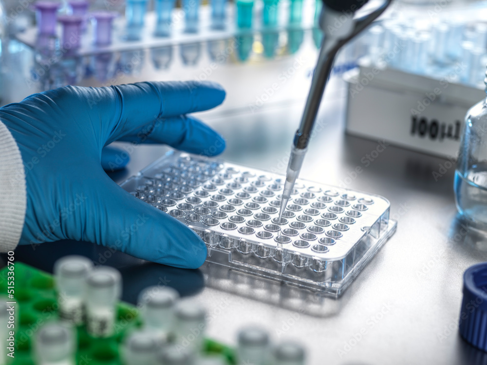 Scientist pipetting samples from clinical trail into multi well Scientist pipetting samples from clinical trail into multi well