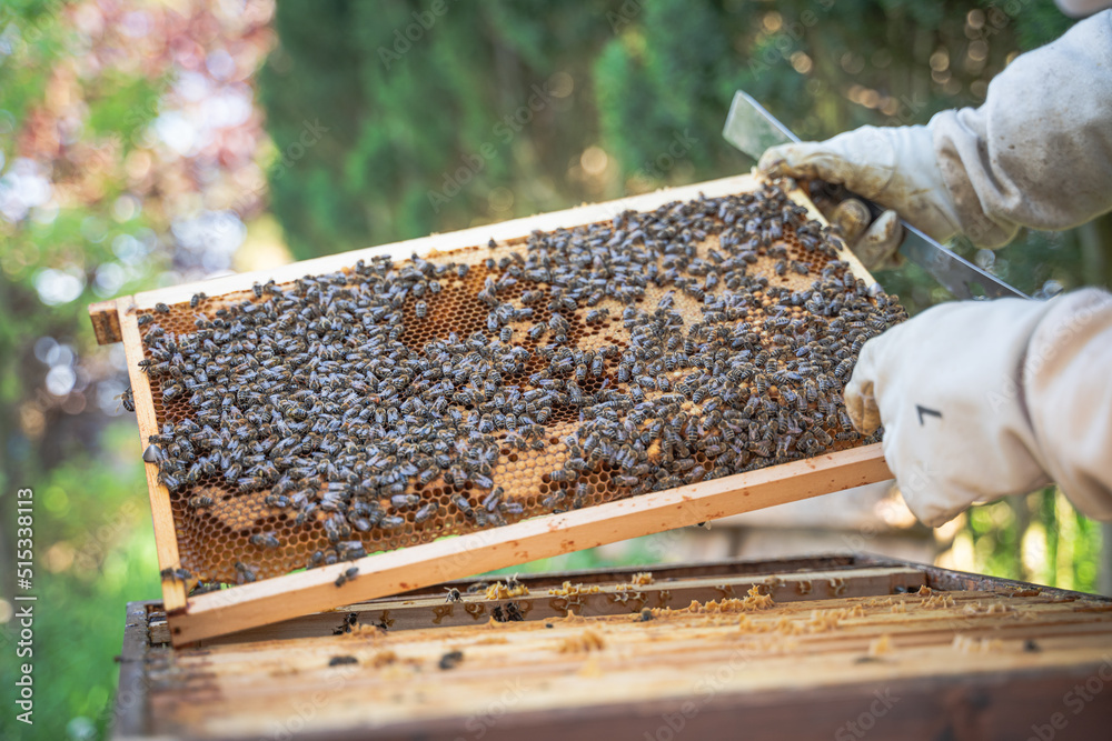 Closeup of Beekeeper inspecting his Beehive and pointing at Bees and honeycombs Closeup of Beekeeper inspecting his Beehive and pointing at Bees and honeycombs