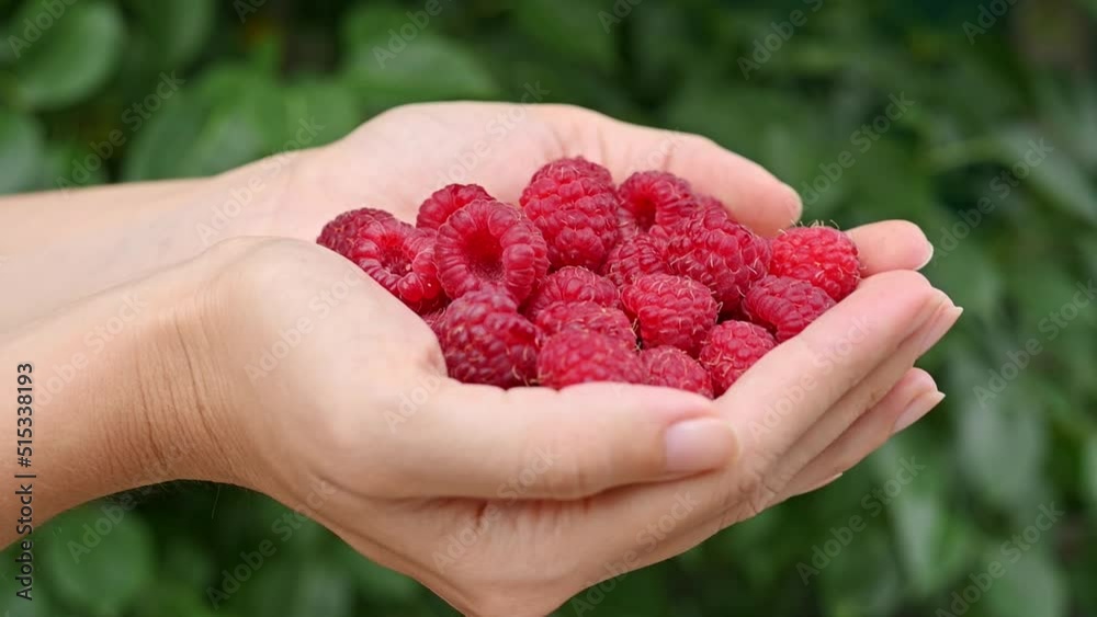 Female hands hold a handful of fresh juicy raspberries against the backdrop of green garden. Close-up of hands with raspberries. Summer sweet berry, food, organic raspberry harvest, vitamins Female hands hold a handful of fresh juicy raspberries against the backdrop of green garden. Close-up of hands with raspberries. Summer sweet berry, food, organic raspberry harvest, vitamins