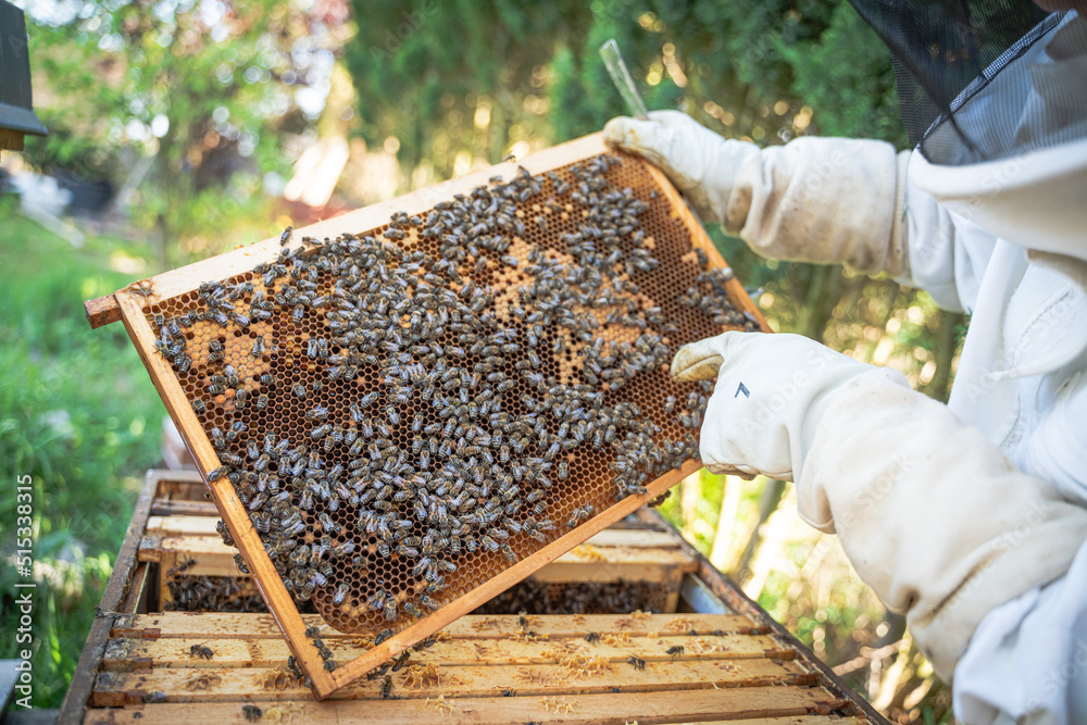 Closeup of Beekeeper inspecting his Beehive and pointing at Bees and honeycombs Closeup of Beekeeper inspecting his Beehive and pointing at Bees and honeycombs
