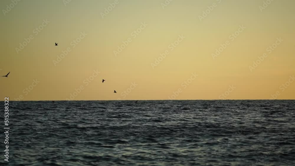A flock of seagulls fly and fish in the sea. Warm sunset sky over the ocean, sun glare. Silhouettes of seagulls flying in slow motion away from the camera with the sea in the background at sunset. A flock of seagulls fly and fish in the sea. Warm sunset sky over the ocean, sun glare. Silhouettes of seagulls flying in slow motion away from the camera with the sea in the background at sunset.