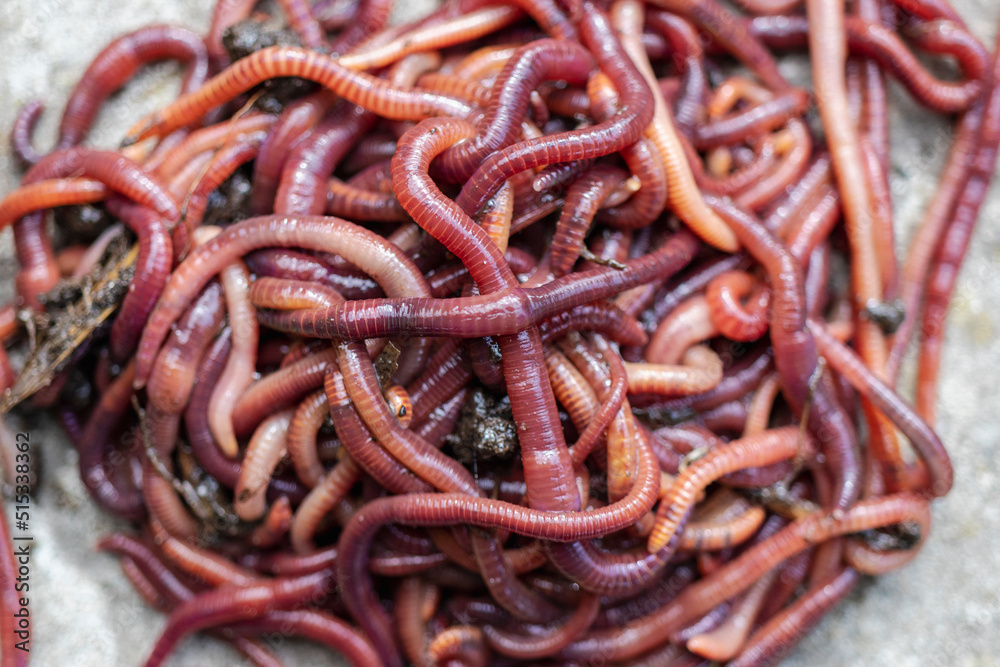 Breeding red worms Dendrobena. Fertile soil. Natural soil improvement. Fishing worms. Breeding red worms Dendrobena. Fertile soil. Natural soil improvement. Fishing worms.
