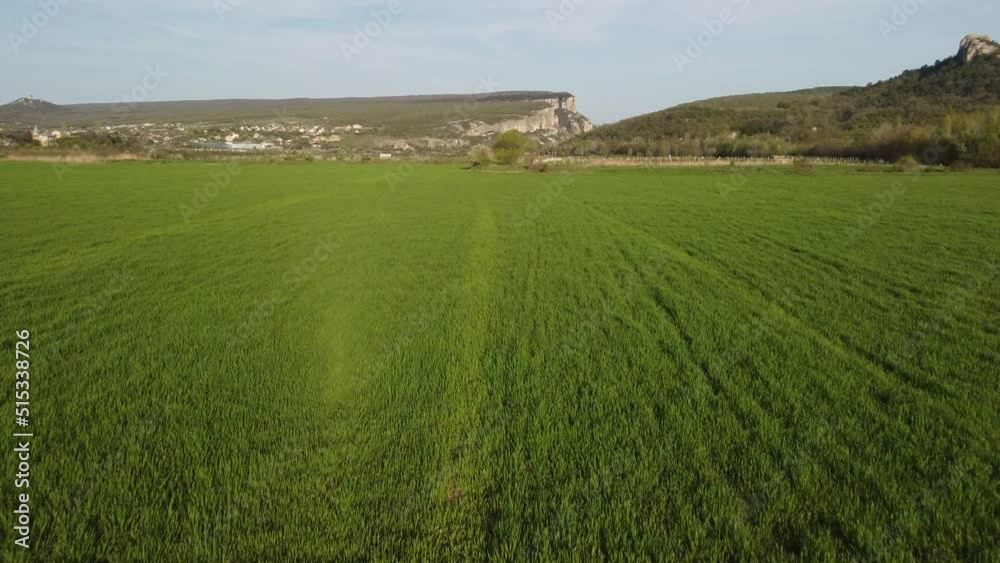 Aerial view on green wheat field in countryside. Field of wheat blowing in the wind on sunset. Young and green Spikelets. Ears of barley crop in nature. Agronomy, industry and food production. Aerial view on green wheat field in countryside. Field of wheat blowing in the wind on sunset. Young and green Spikelets. Ears of barley crop in nature. Agronomy, industry and food production.