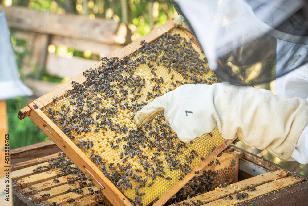 Closeup of Beekeeper inspecting his Beehive and pointing at Bees and honeycombs Closeup of Beekeeper inspecting his Beehive and pointing at Bees and honeycombs