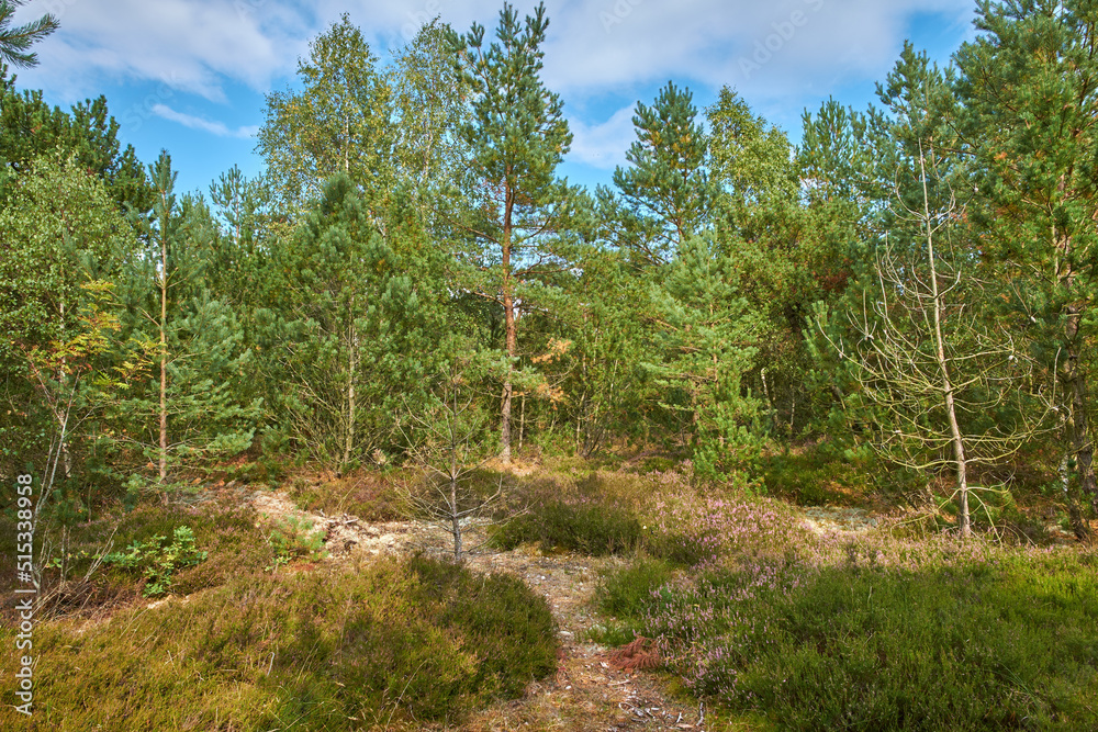 Beautiful green pine trees on the Carpathian mountains in Ukraine. Pleasing morning mountain forest scenery with blue cloudy sky in the background. A pine tree forest on a sunny day with green lush.