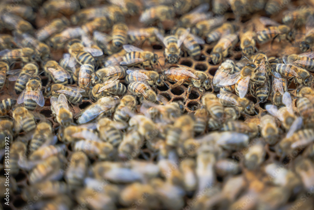 Closeup of Bees and Queen on a Beehive with visible honeycombs Closeup of Bees and Queen on a Beehive with visible honeycombs