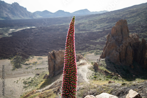 tajinastes, the unique and special flowers in the Teide National Park, Tenerife, Spain photo