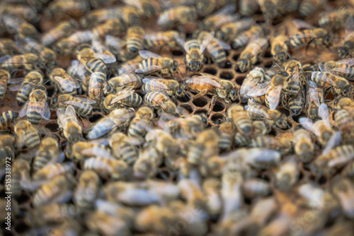 Closeup of Bees and Queen on a Beehive with visible honeycombs