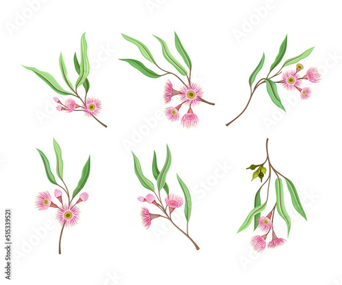 Set of Eucalyptus flowering branches. Twigs of tree with narrow leaves and pink flowers vector illustration