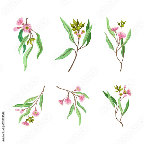 Set of Eucalyptus flowering tree branches vector illustration