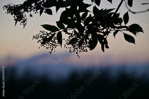 Silhouette of an elderberry branch against a colouful blurred background photo