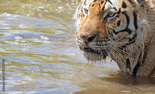 Amour tiger in the water  cooling down or playing