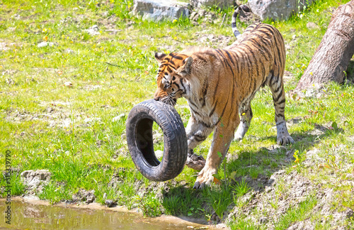 Photography Amour tiger playing with an old tire