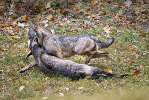 Italian wolf