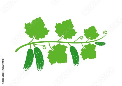 Cucumber logo. Isolated cucumber on white background