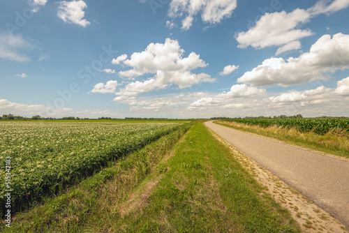 Curved road through an agricultural field in the Netherlands. Potato plants are in bloom on the left field. On the right side grows silage maize. The photo was taken in the province of North Brabant.