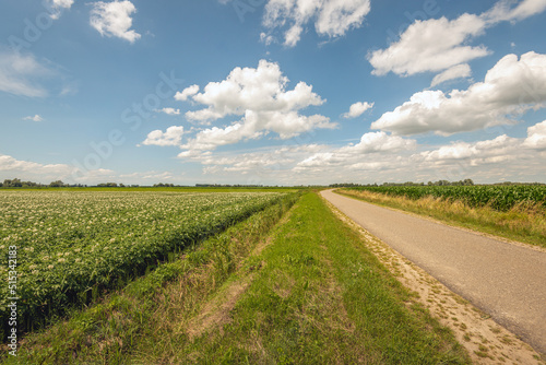 Obraz na płótnie Curved road through an agricultural field in the Netherlands. Potato plants are in bloom on the left field. On the right side grows silage maize. The photo was taken in the province of North Brabant. w salonie