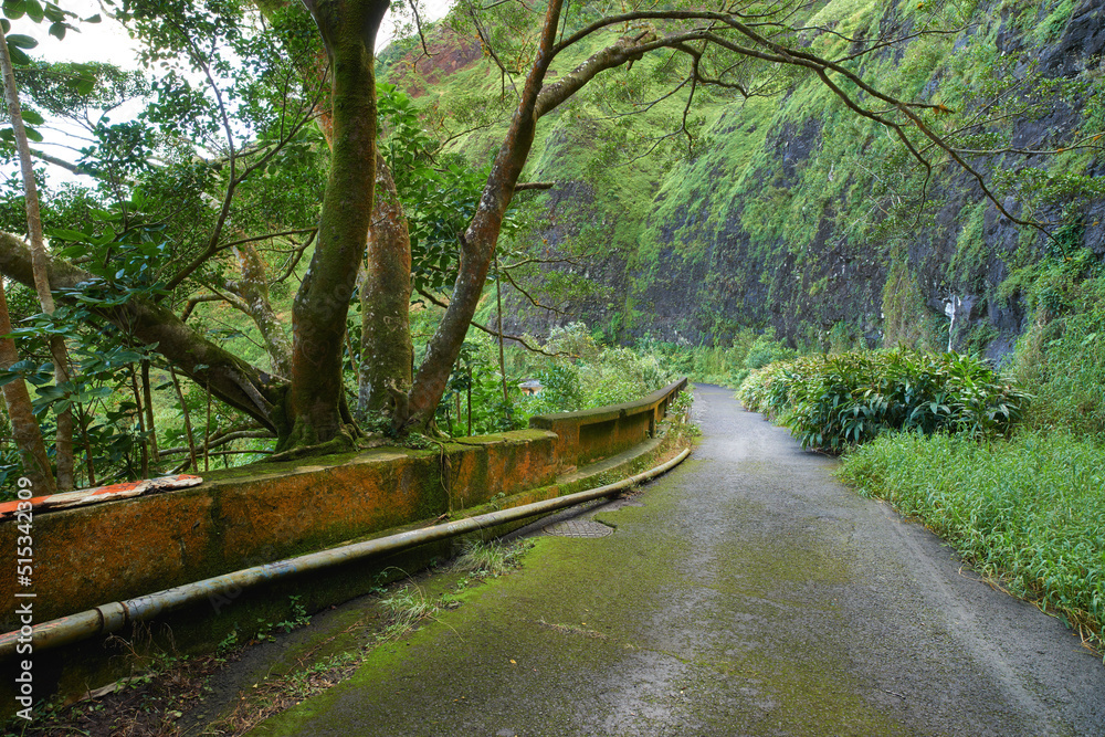 Obraz premium Abandoned mountain road in a rainforest. Native indigenous forests of Oahu near the old Pali Highway Crossing in Hawaii. Overgrown wilderness in a mysterious landscape. Hidden wonders on hiking trail