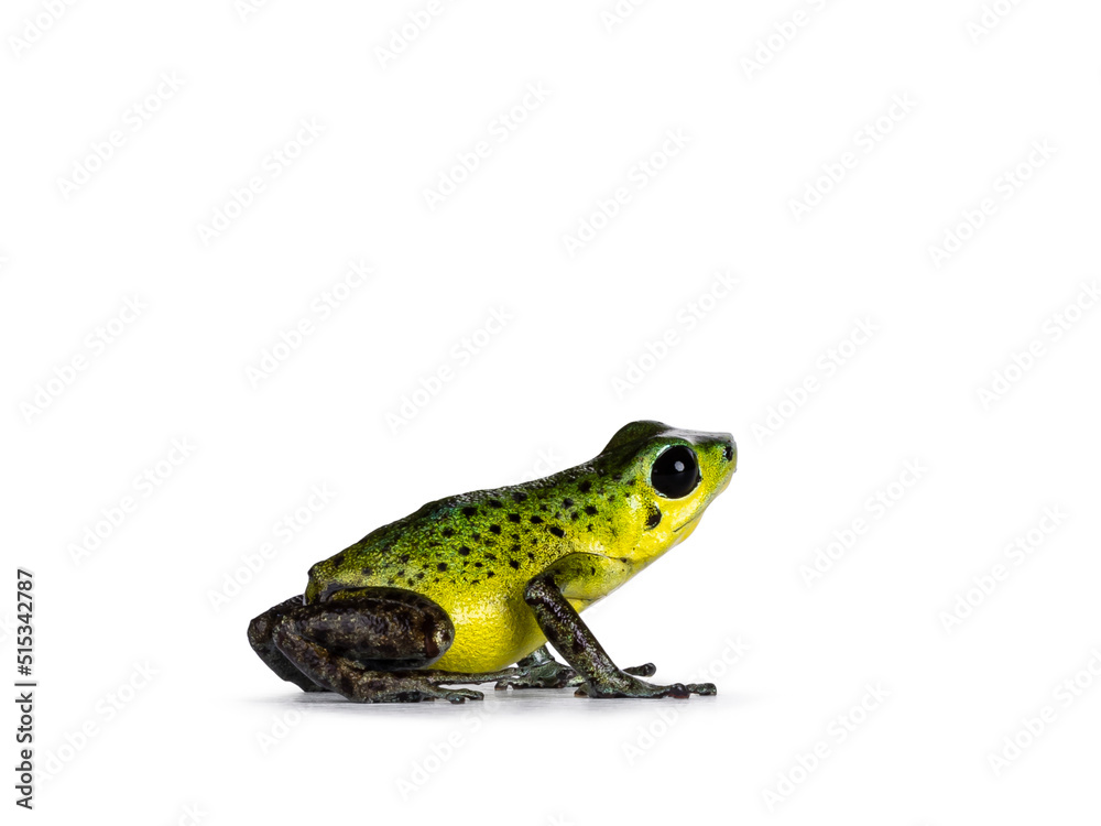 Obraz premium Vibrant Oophaga pumilio Punta Laurent frog standing side ways. Isolated on a white background.