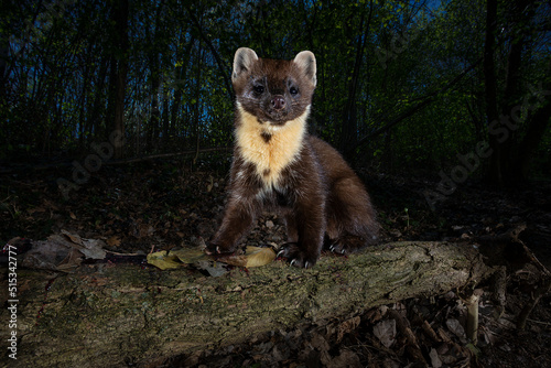 pine marten