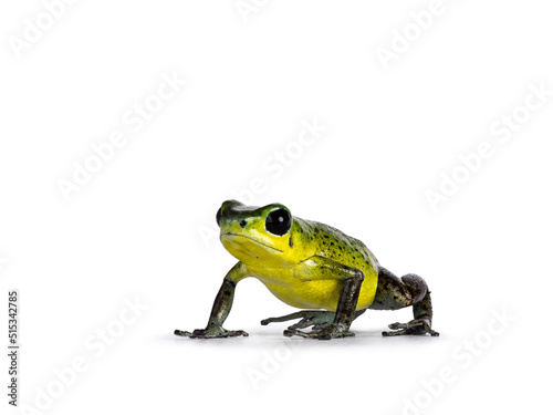 Vibrant Oophaga pumilio Punta Laurent frog standing facing front. Isolated on a white background.