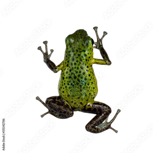 Top view of vibrant Oophaga pumilio Punta Laurent frog. Isolated on a white background. photo