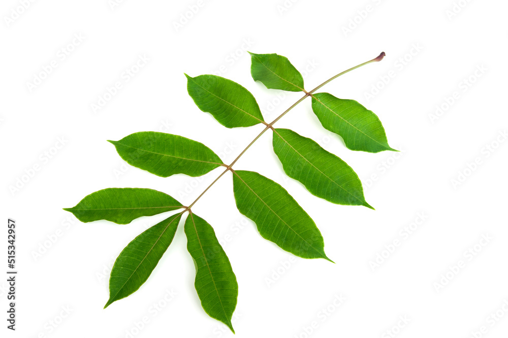Spondias mombin leaf isolated on white background. Spondias mombin leaf isolated on white background.