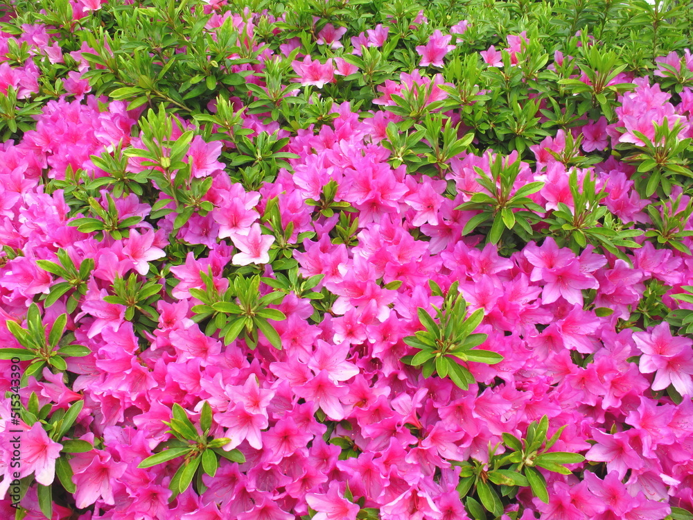 生垣の満開のピンクの躑躅