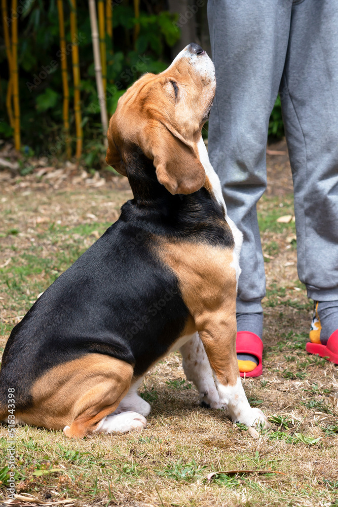 beagle dog listens attentively to human commands, training in nature