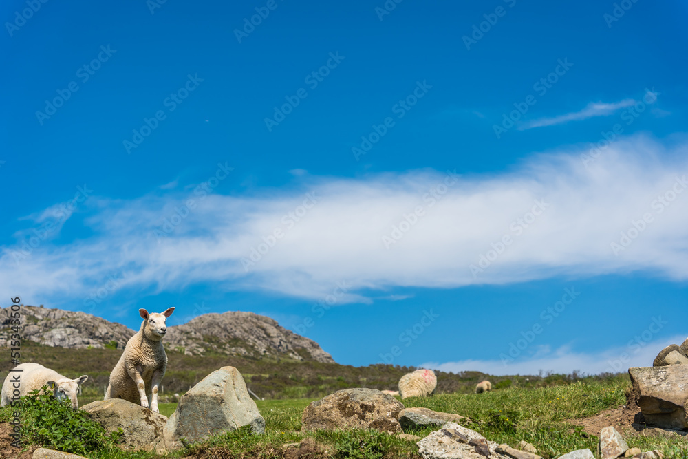 Sheep grazing in the rural Welsh landscape near Whitesands Bay